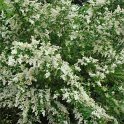 Ligustrum ibota (2)